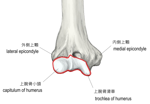 上腕骨小頭