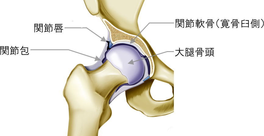 股関節唇