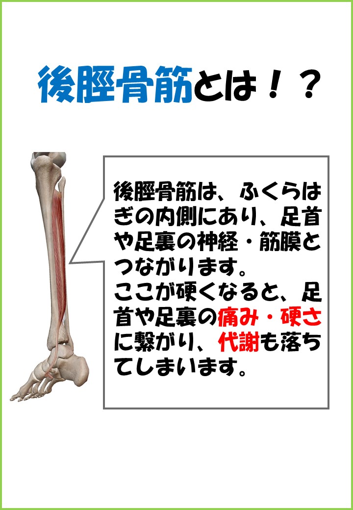 後脛骨筋②　井上　