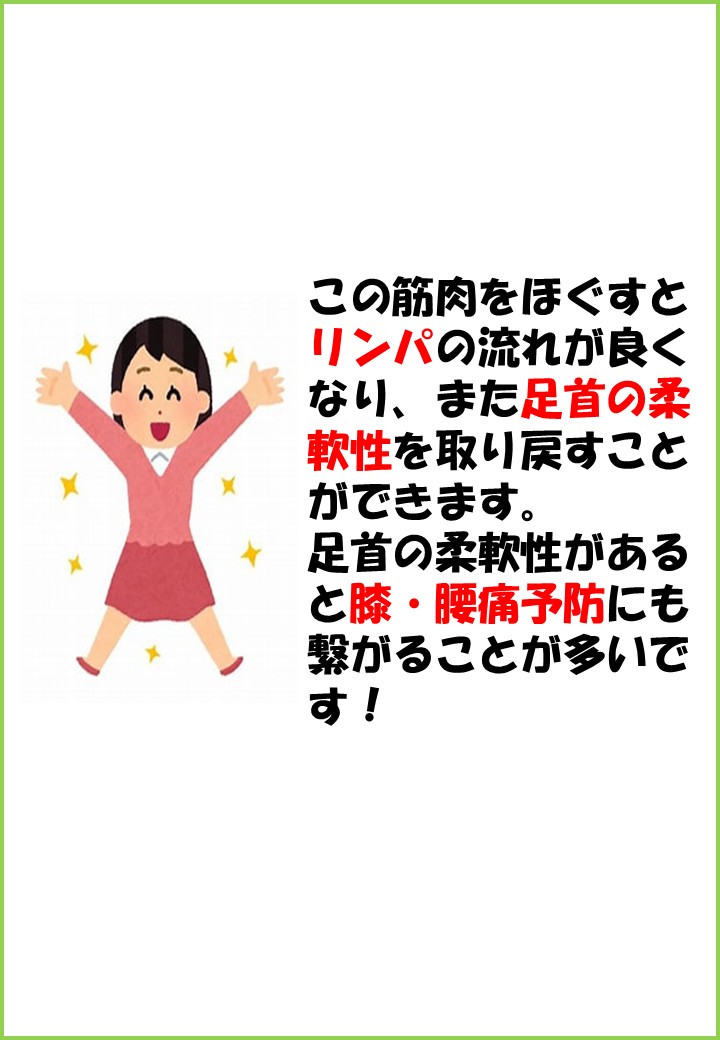 後脛骨筋③　井上