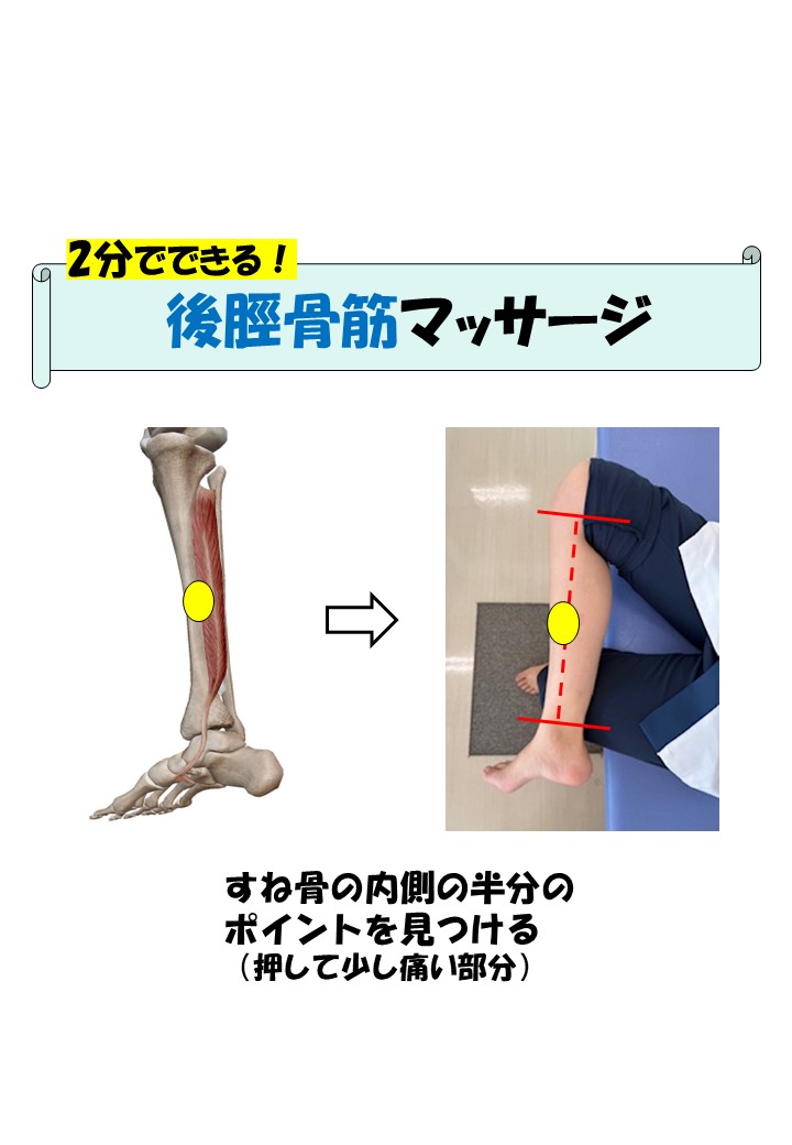 後脛骨筋④　井上
